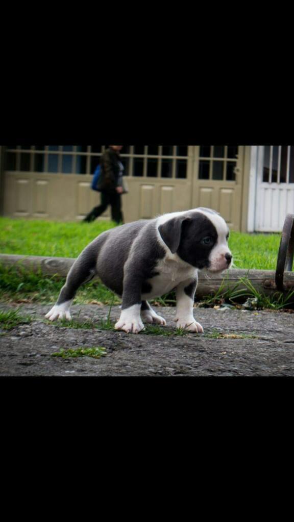 Se Venden American Bull