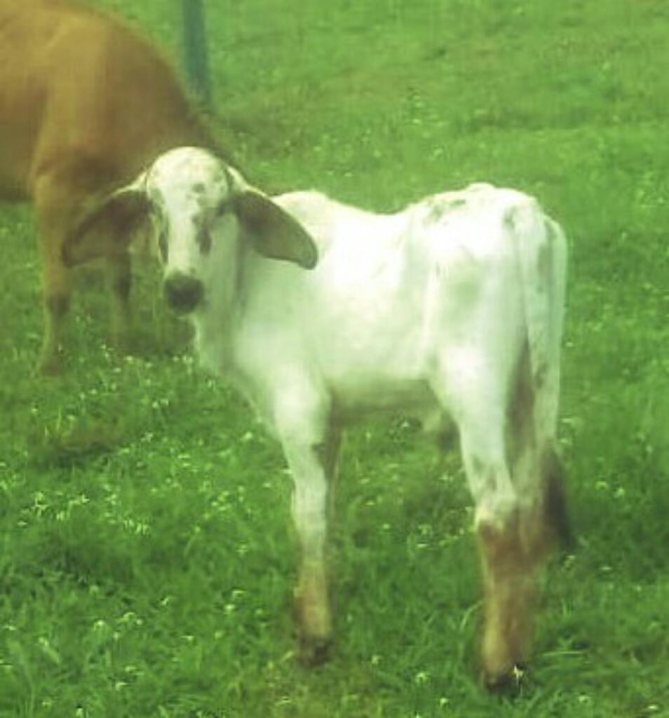 Ternero Gyr por Holstein