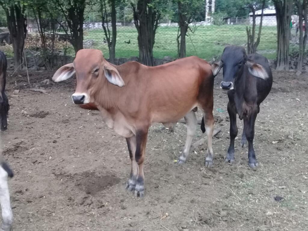 Terneros Clasudos Y Mansitos