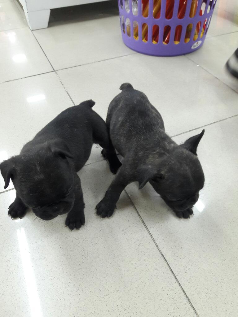 Vendo Dos Cachorro Bulldog Frances