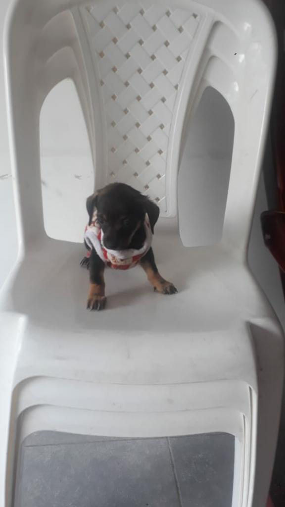 Vendo Pincher Doberman