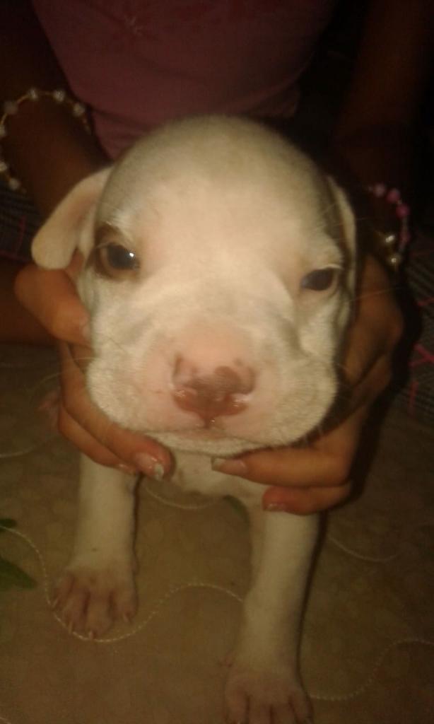 Vendo Pitbull Stanford