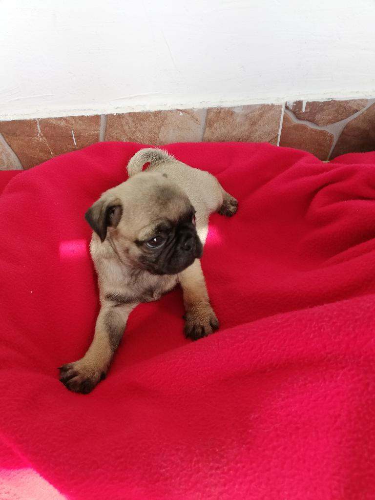 Venta de Pug