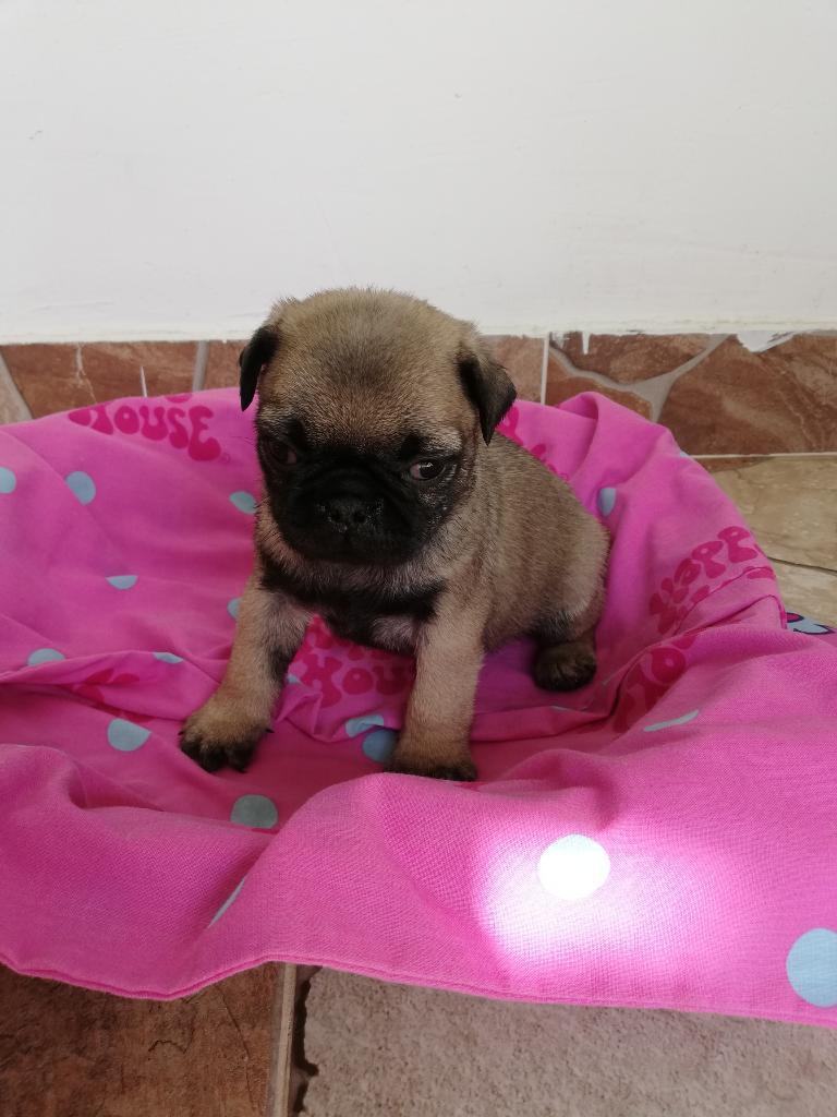 Venta de Pug