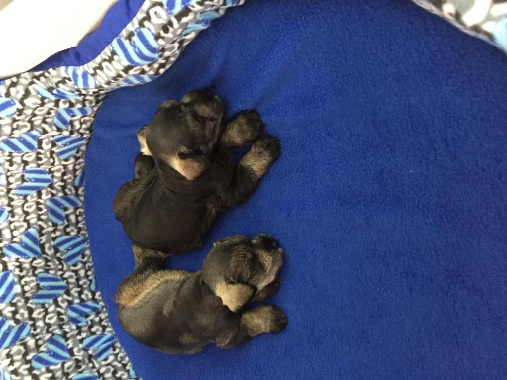 cachorros Schnauzer