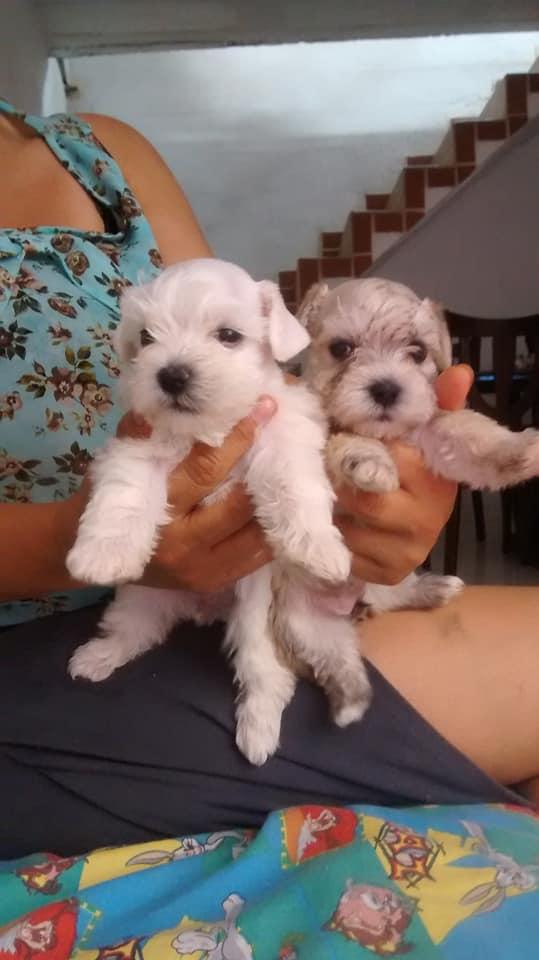 schnauze medellin