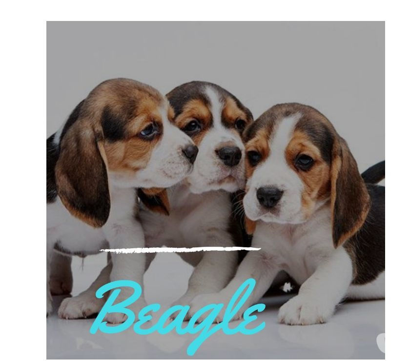 Disponibles Beagle Perritos Garantizados