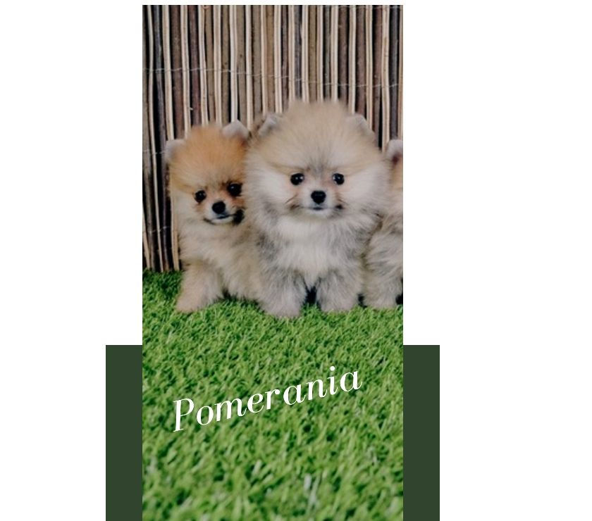 Encuentra Lindos Pomerania Mini Cachorros