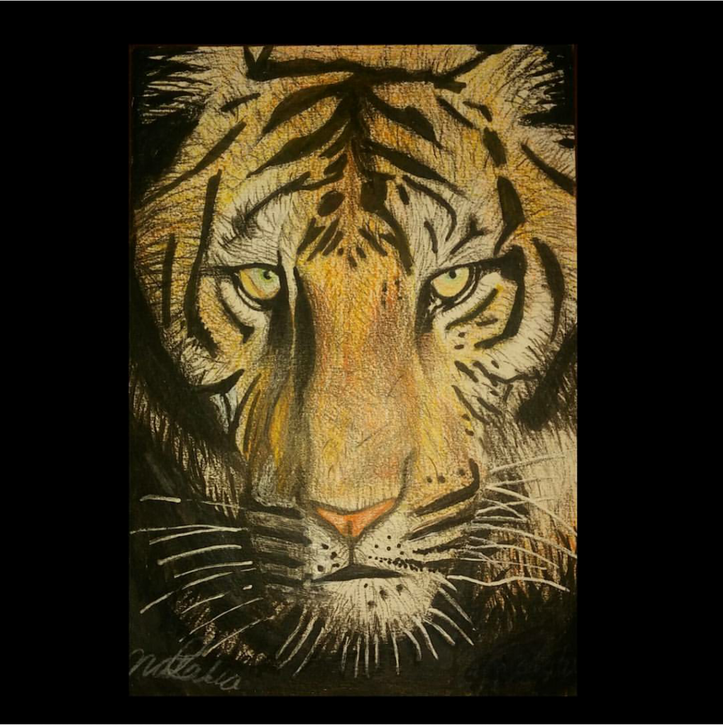 Dibujo tigre lapices de color