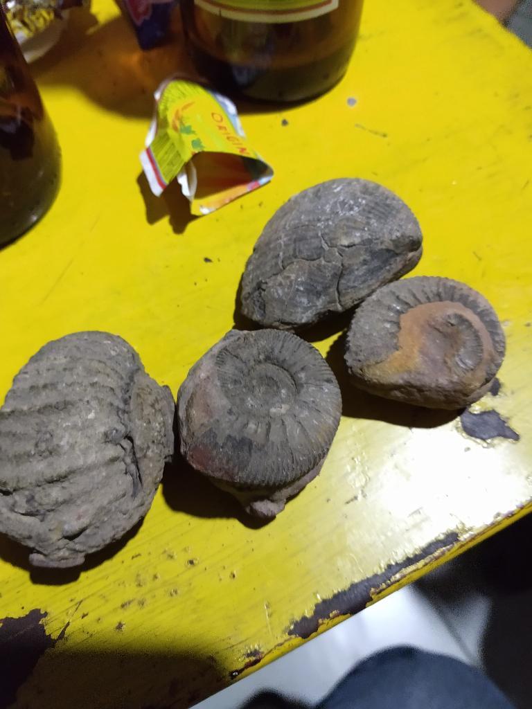 Piedras con Fósiles