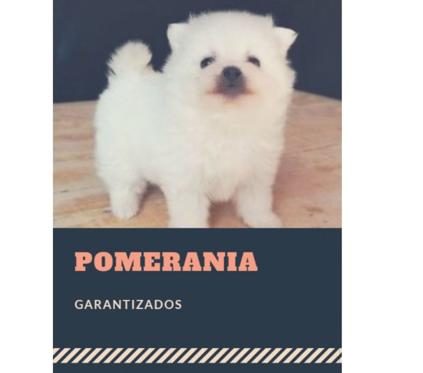 Una Excelente Raza Pomerania Mini Cachorros