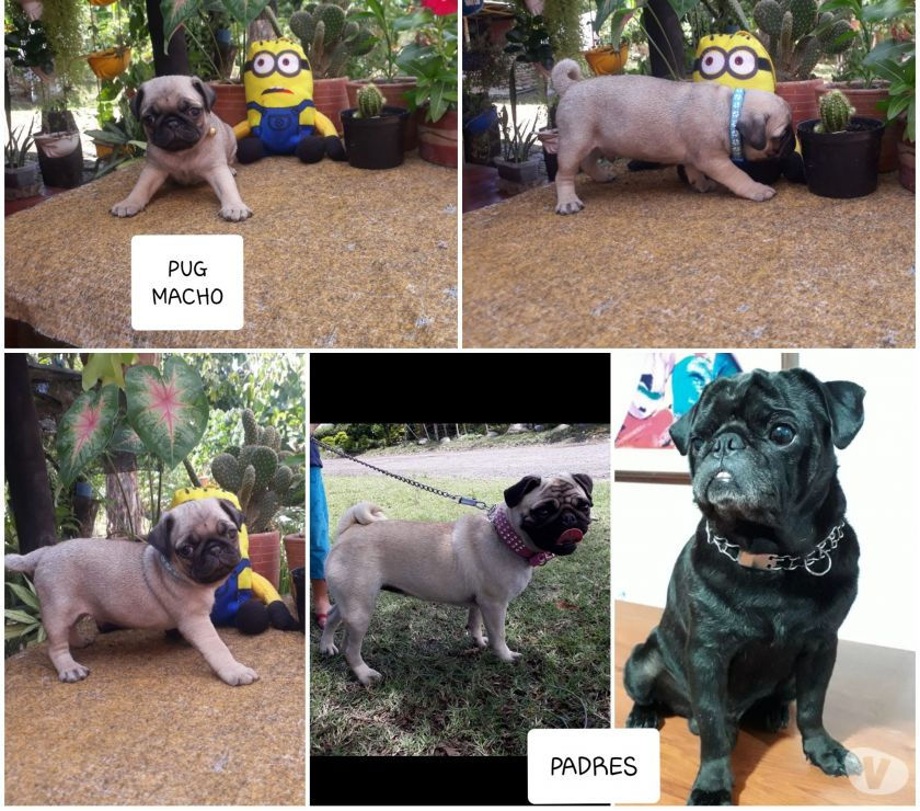 Se vende cachorro pug carlino