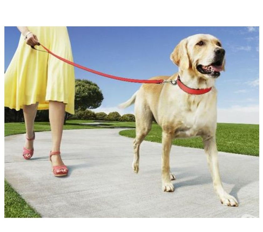 Servicio paseo y cuidado de mascotas La América y Laureles