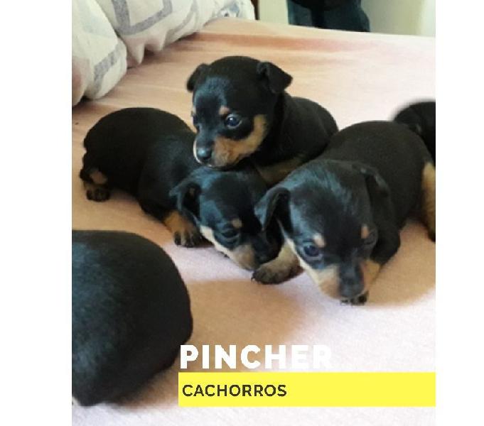 Unos Hermosos Pincher Mini Disponibles Cachorros