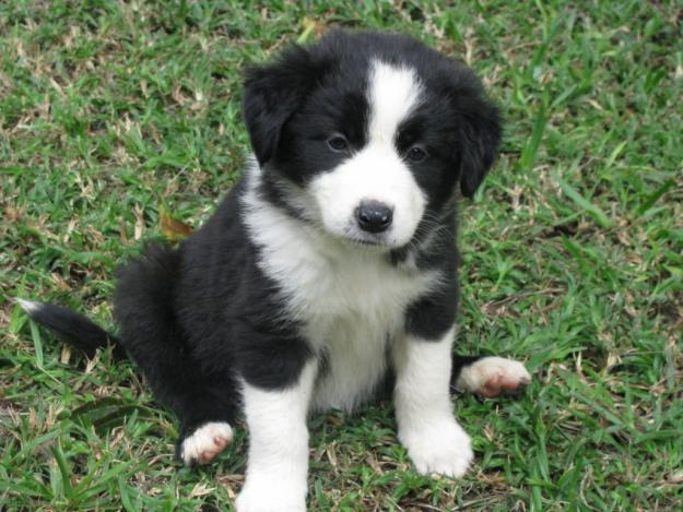 BORDER COLLIE CACHOPRRITOS EN VENTA**