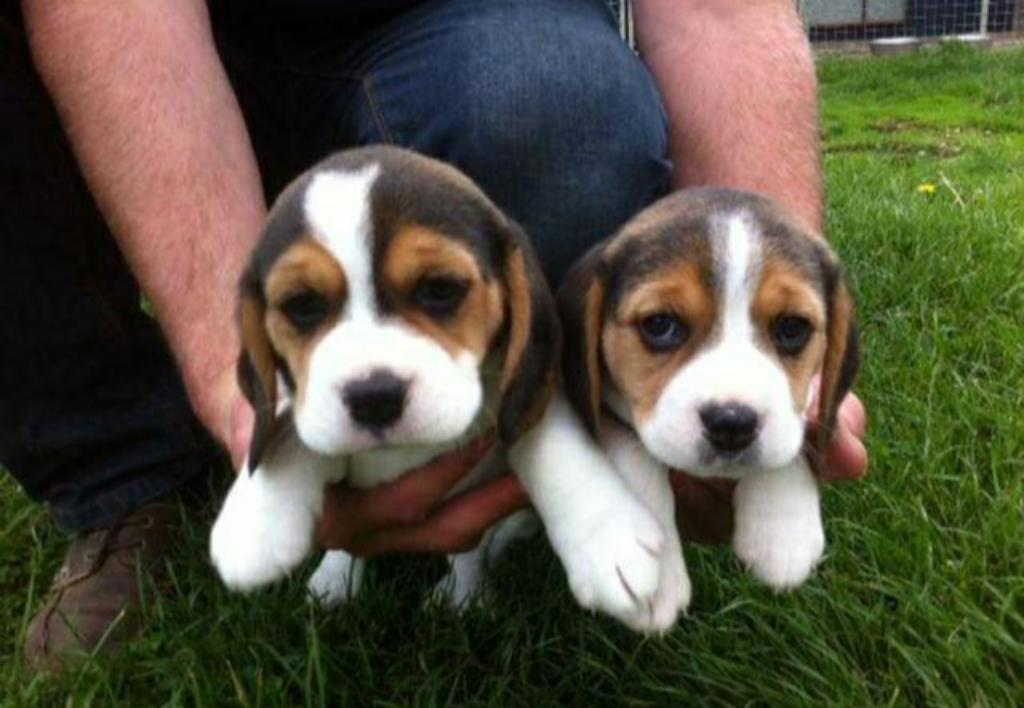 Beagle Minis