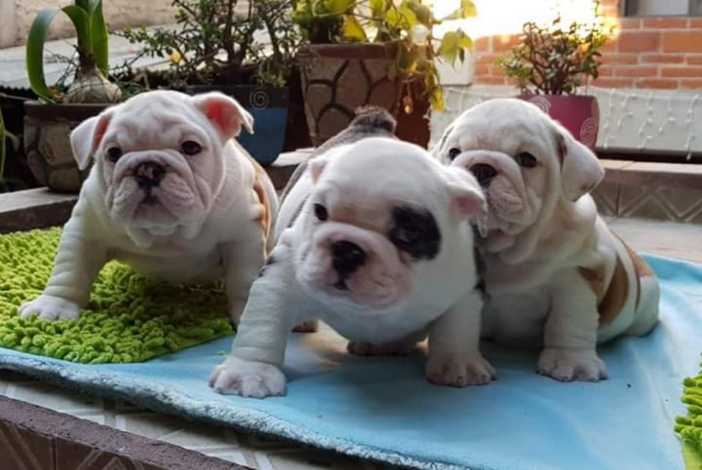 Cachorritos Bulldogs Ingles