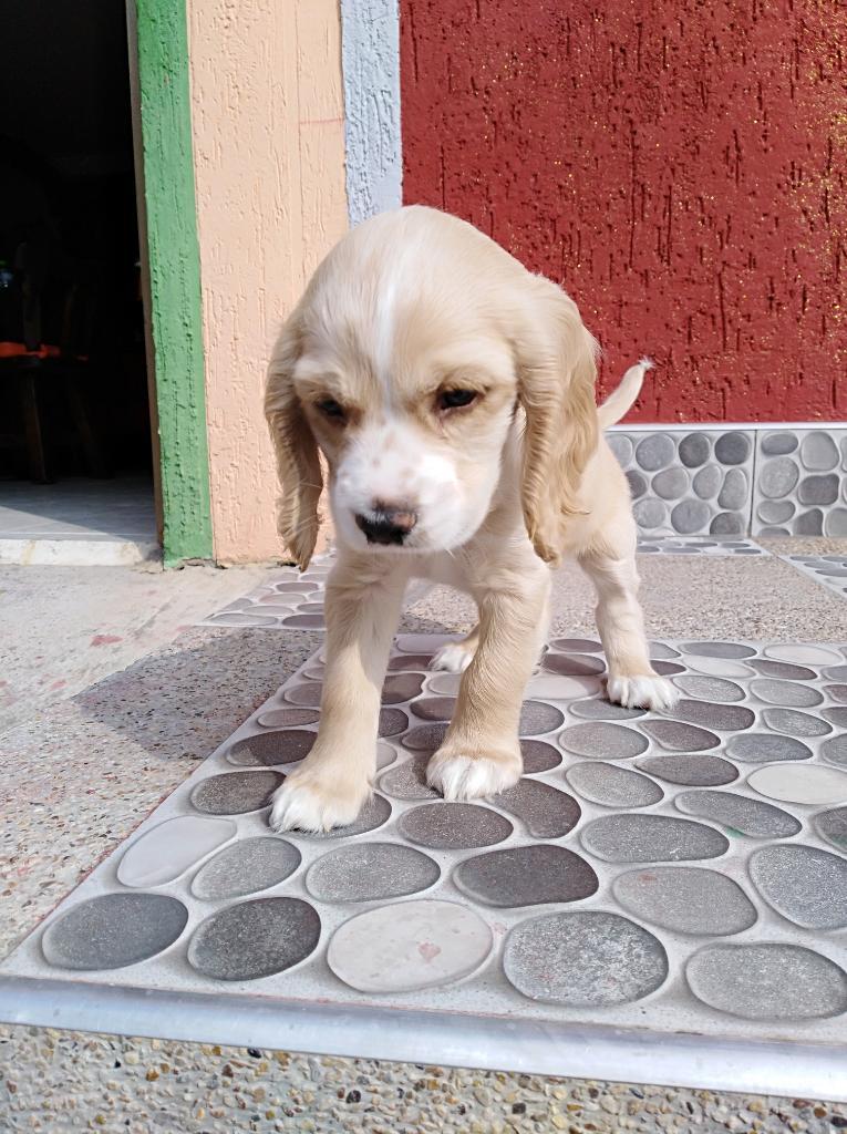 Cachorro Cocker Spaniel