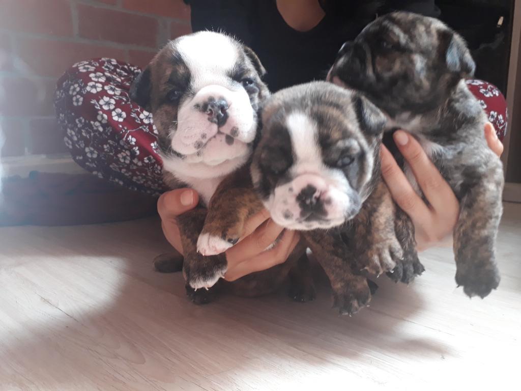 Cachorros Bulldog Ingles