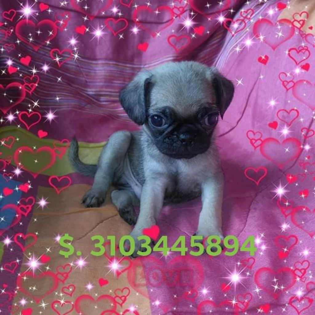 Cachorros Pug