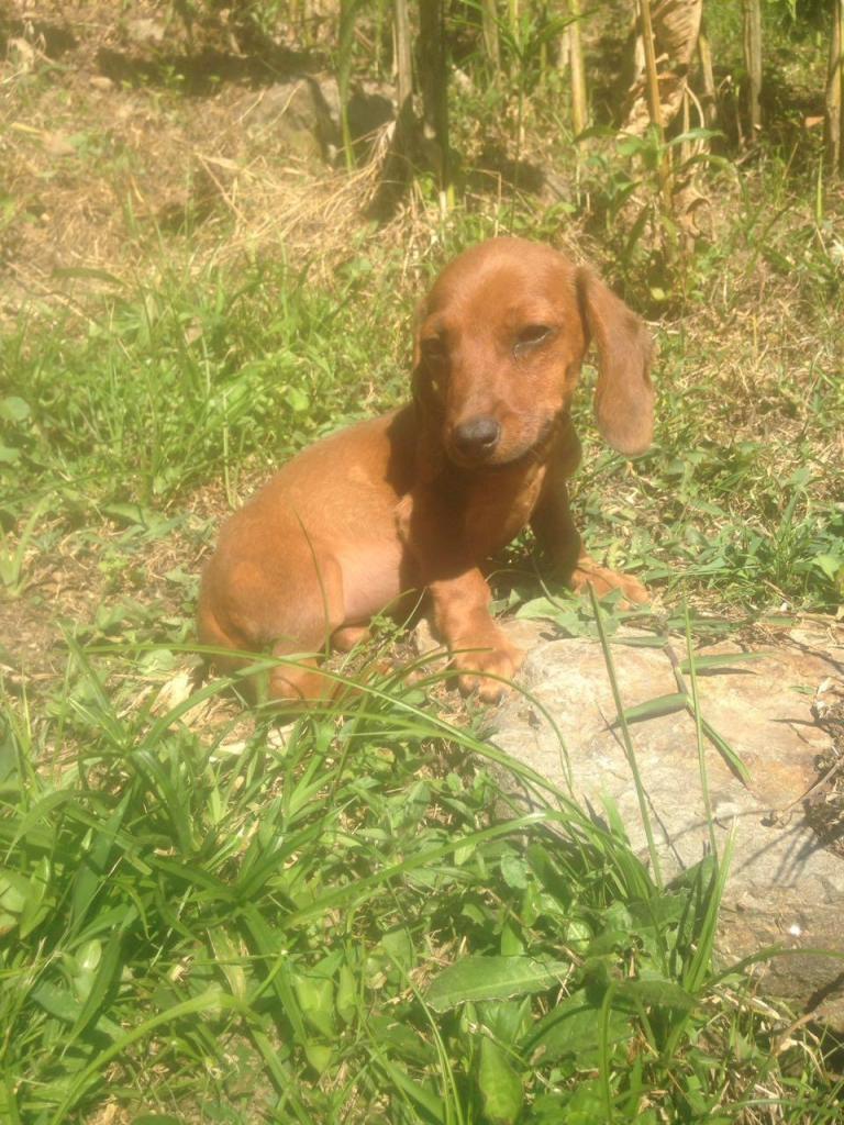 Cachorros Teckel Salchicha