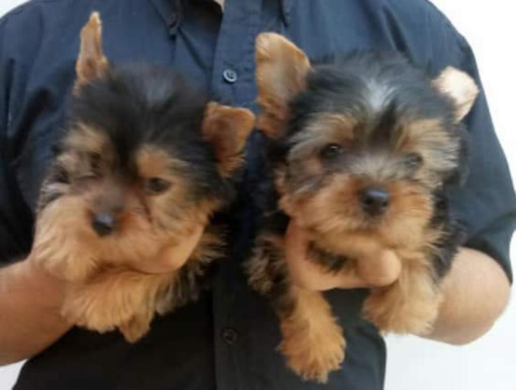 Cachorros Yorkshire Terrier