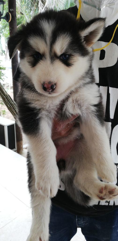 Cachorros de Malamute con Hosky