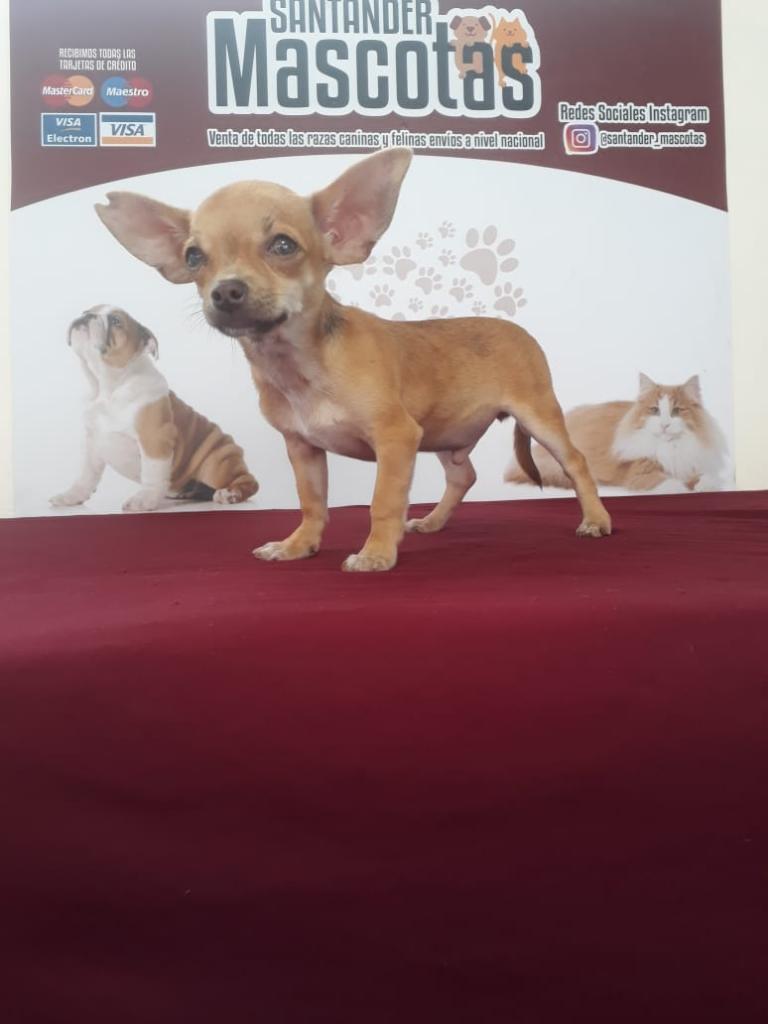 Chihuahua Gordito en Total Sanidad