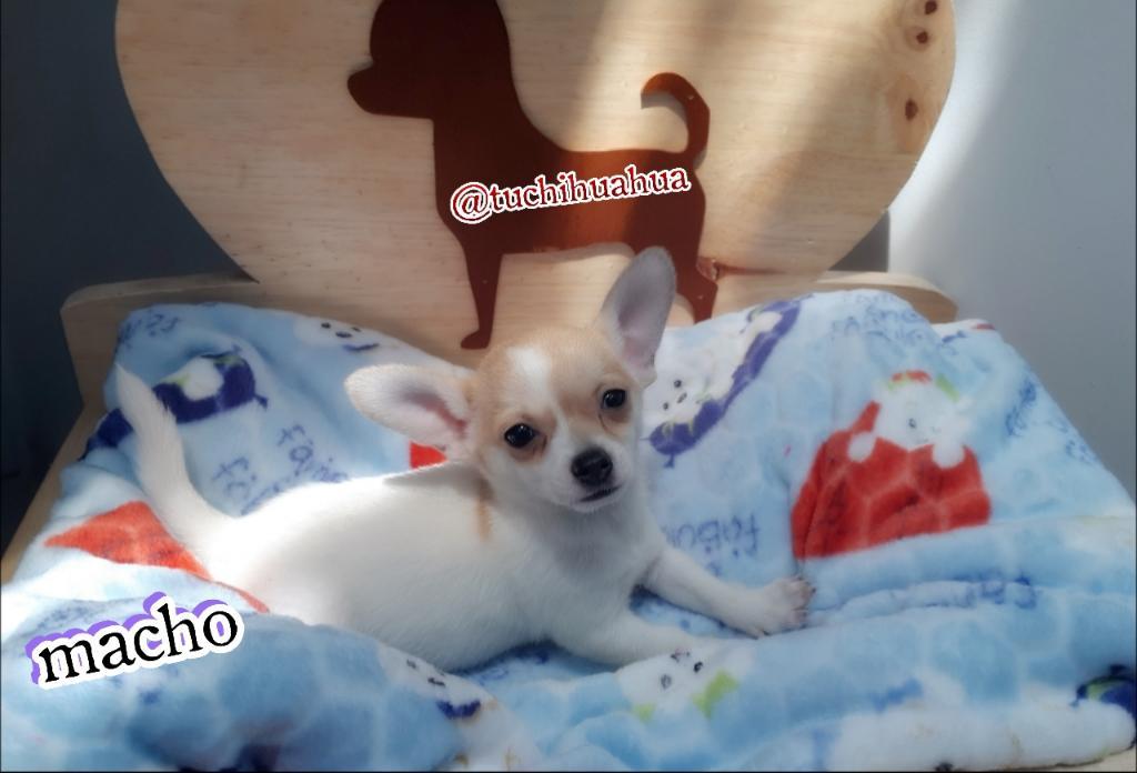 Chihuahua Macho For Saleee!!!