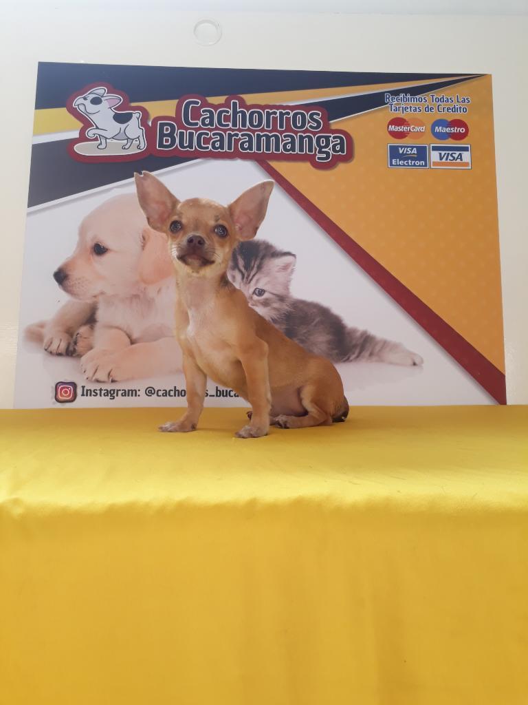 Chihuahua Talentosos