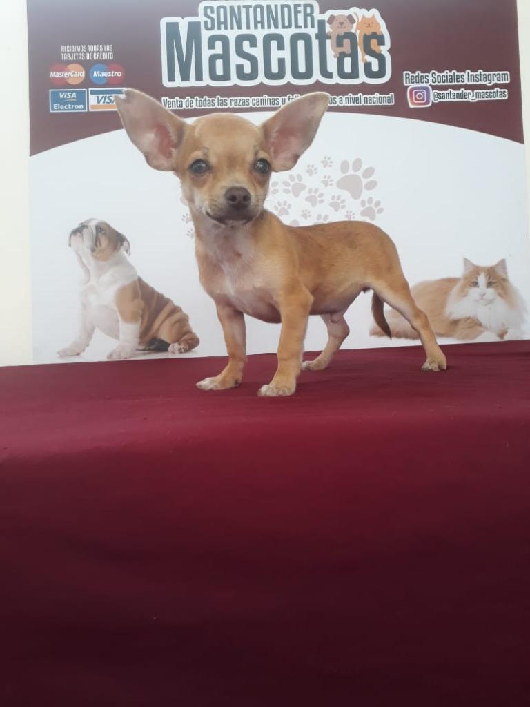 Chihuahua con Certificado de Pureza