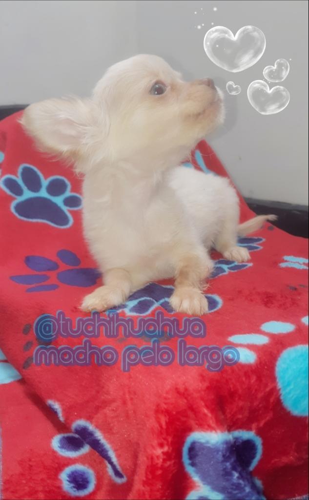 Chihuahuas Pelo Largoo Colombia