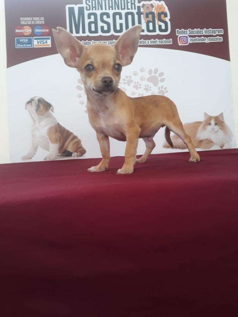 Chihuahuas Super Maravillosos