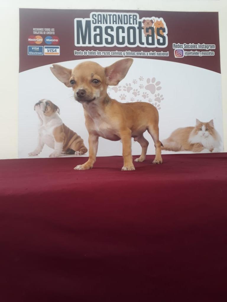 Chihuahuas Unicos E Incomparables