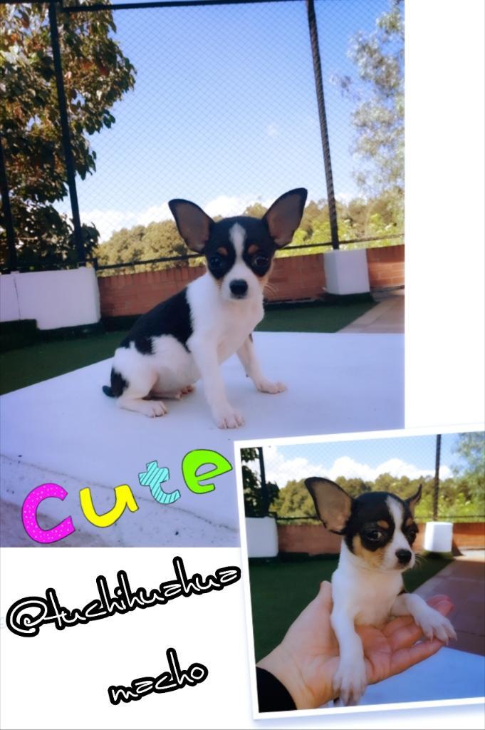 Chihuahuas en Colombia