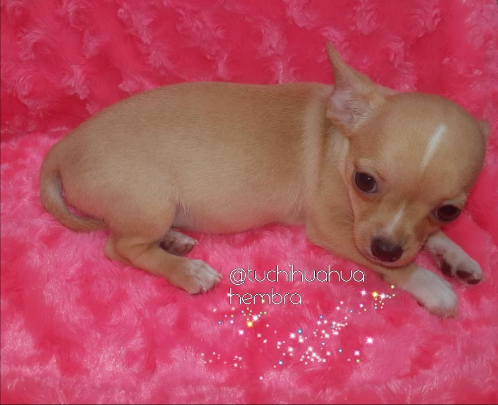 Divinaaaa Chihuahua Dorado Disponible