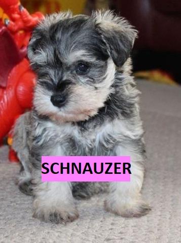 ***EN CALI CACHORROS SCHNAUZER EN VENTA**GARANTIZADOS