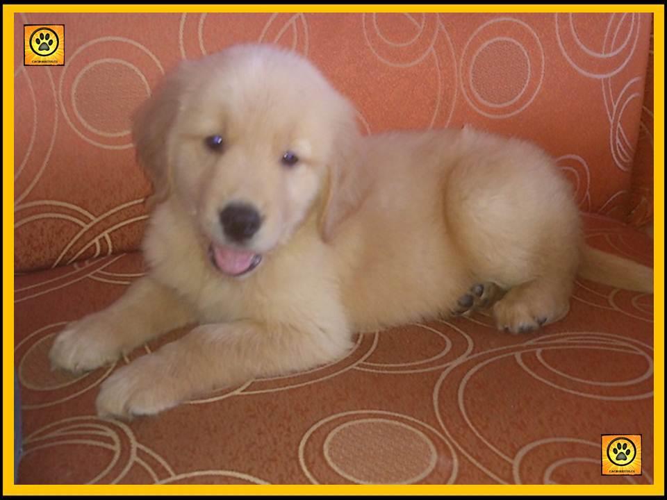 GOLDEN RETRIEVER AAA