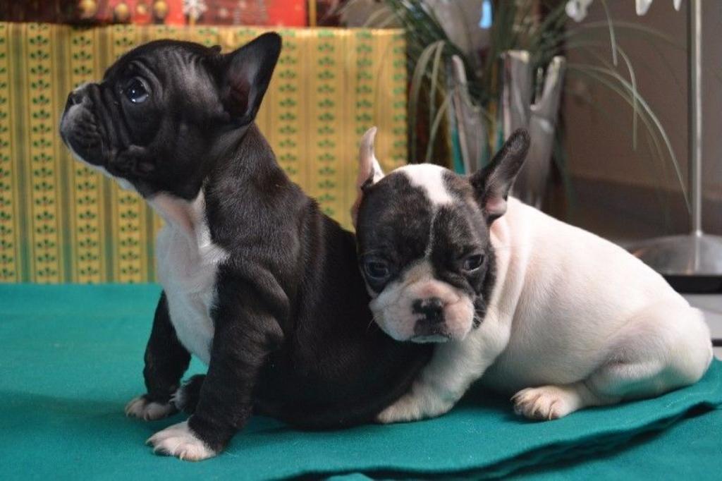 Hermosos Bulldog Francés