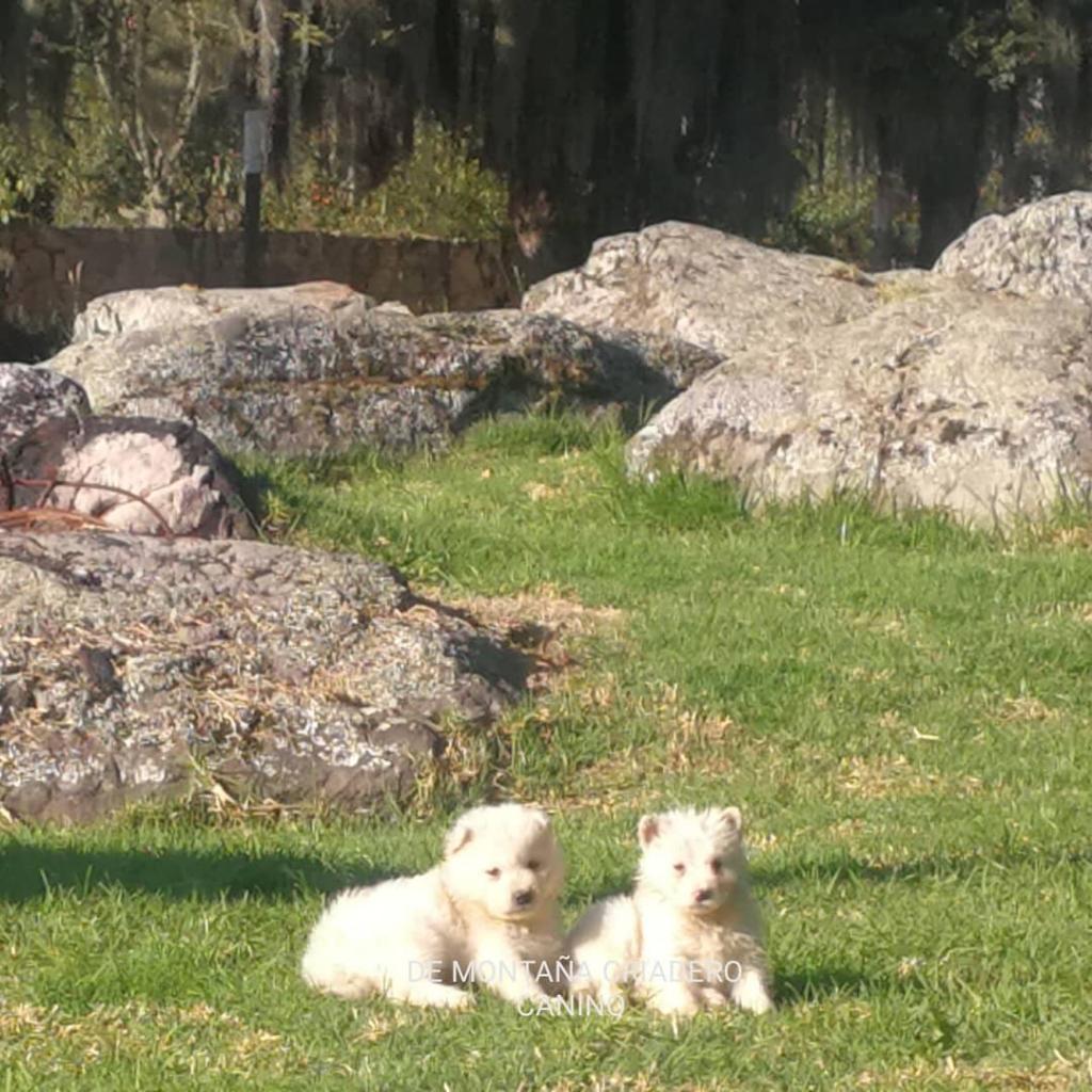 Hermosos Cachorros Samoyedo de Montañac
