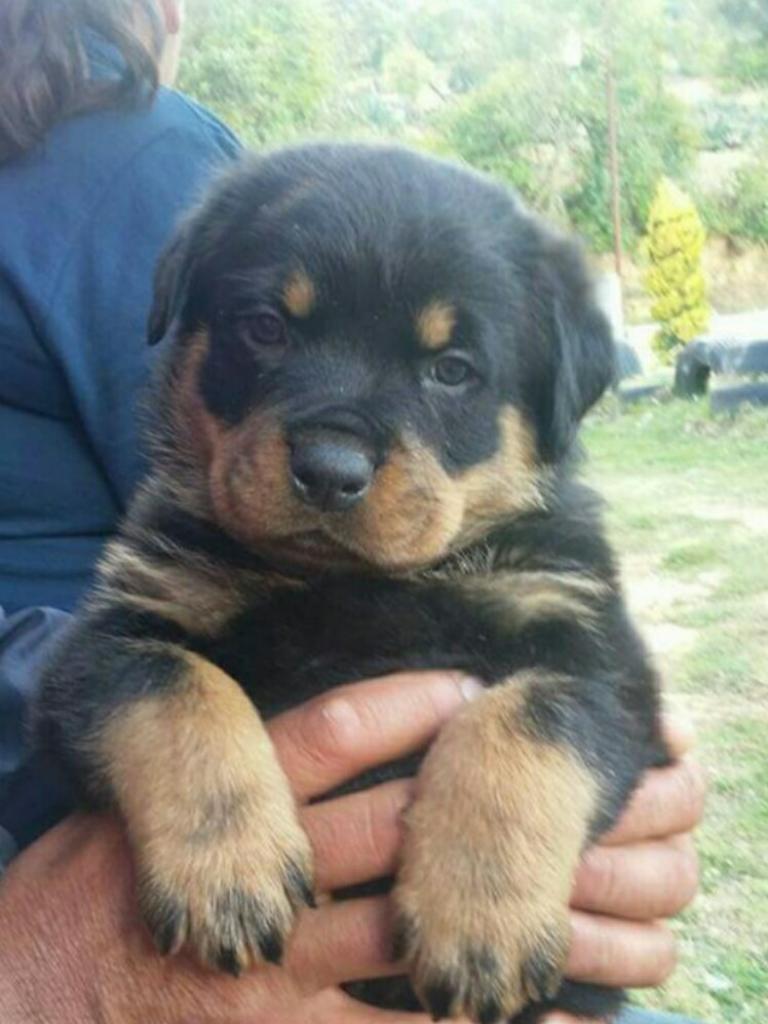 Hermosos Rottweiler