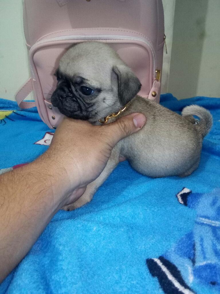 Mi Amado Pug Carlino