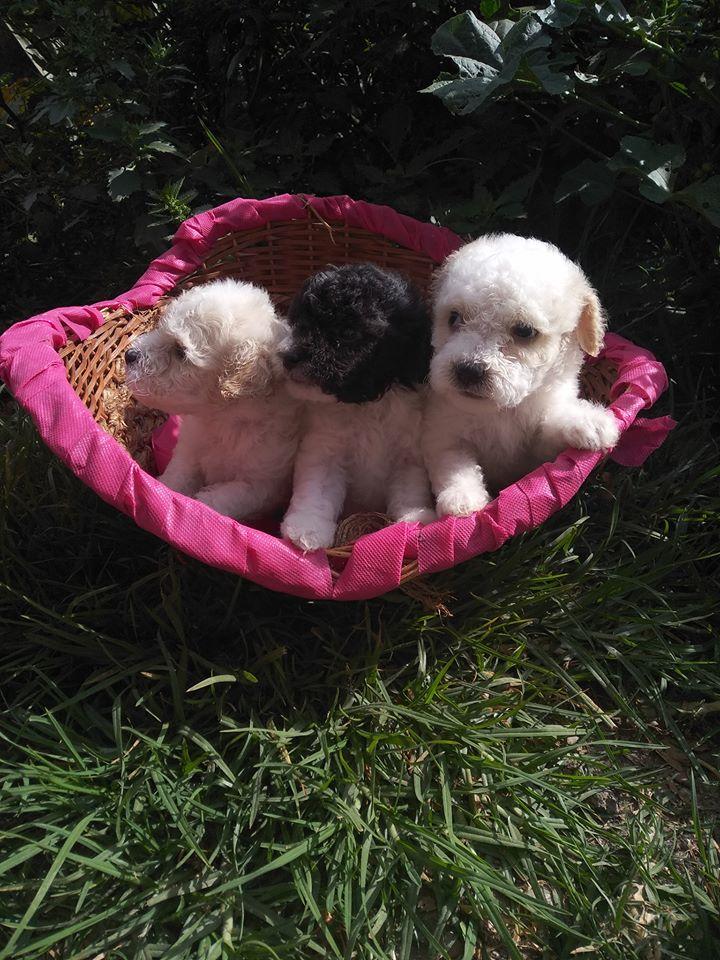 Mimositos motositos en venta french `poodler blancos