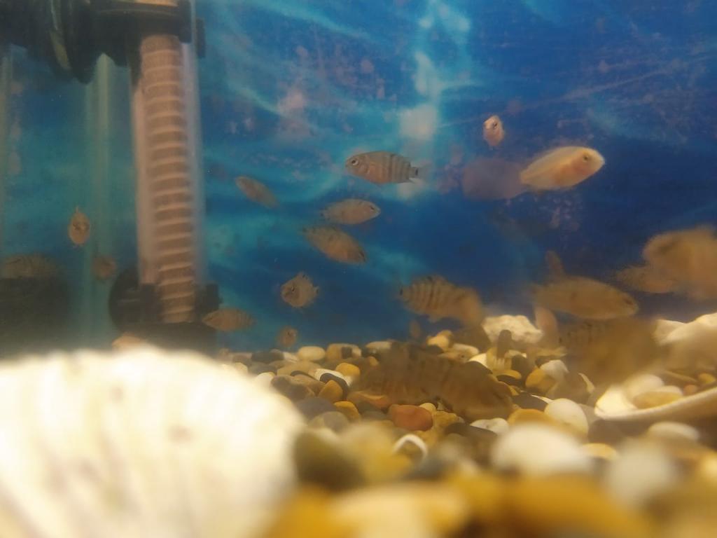 Peces para Acuarios