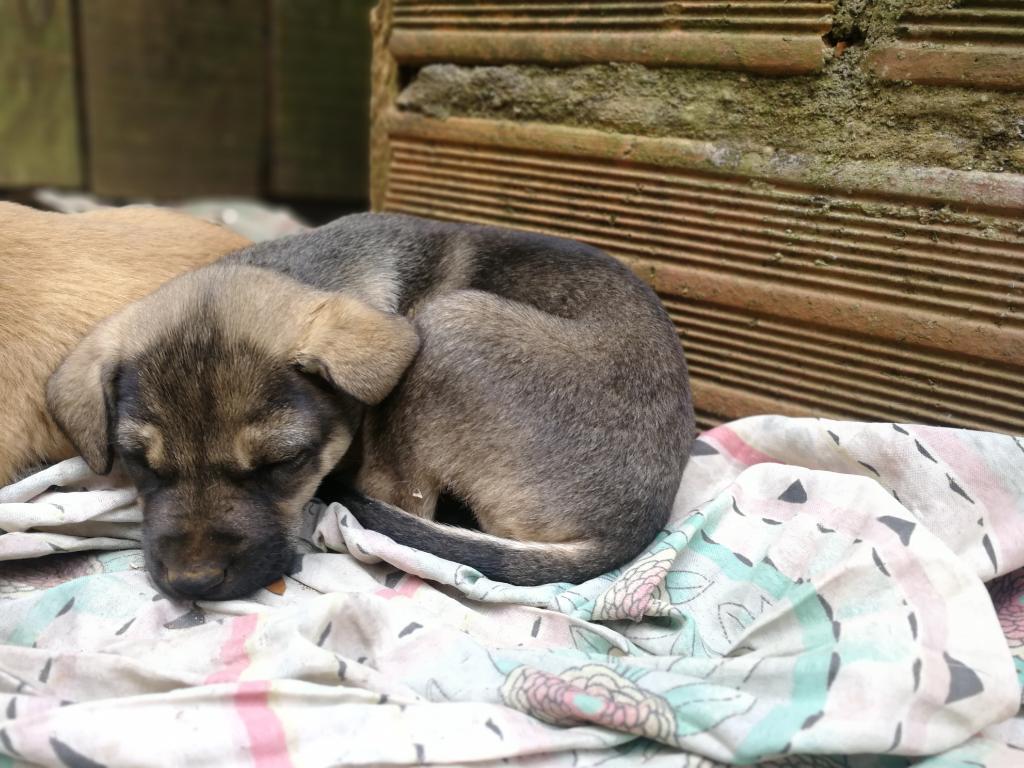 Perrita en Adopción,