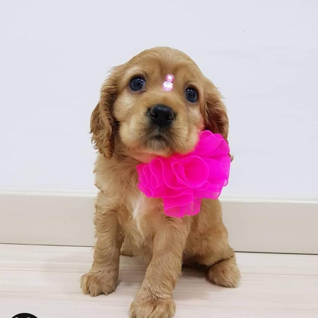 Perro Coker Spaniel Ingles Coquer