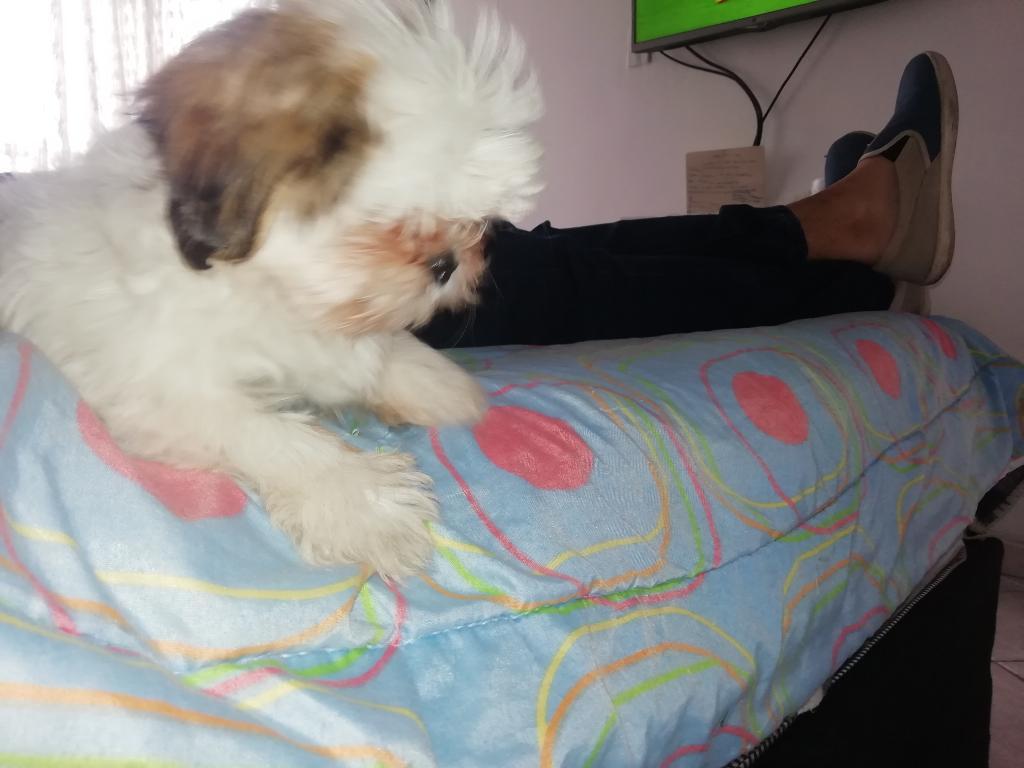 Perro Shitzu