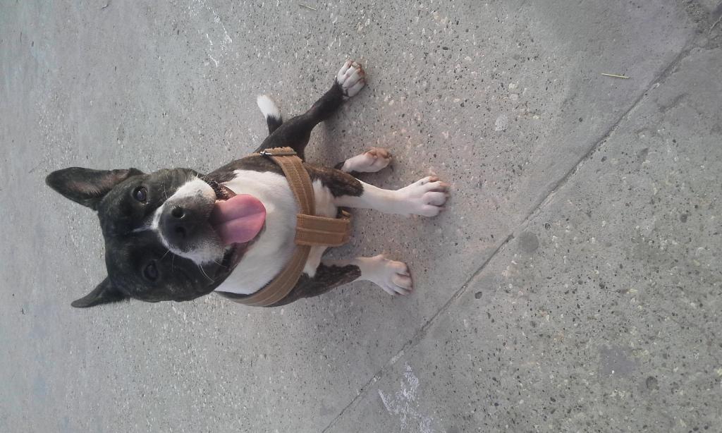 Pitbull bully