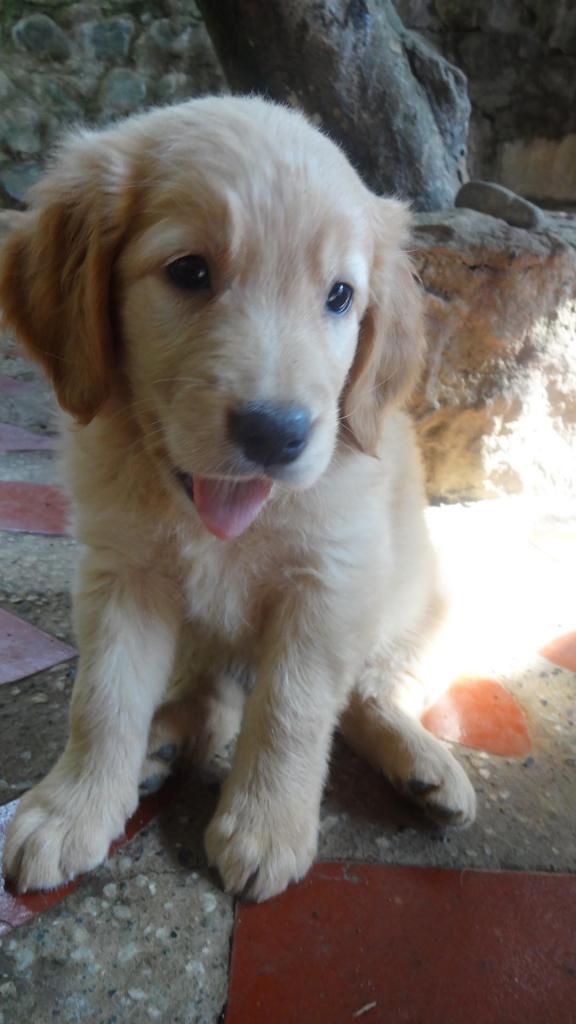 RETRIEVER GOLDEN BEBES