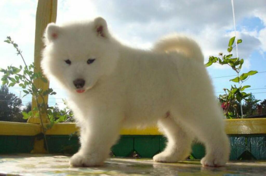 Samoyedo